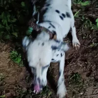 معاوضه با سگ نگهبان گیرنده|سگ|عباسآباد, |دیوار