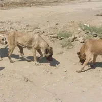 ماده سرابی|سگ|چهاردانگه (تهران), |دیوار