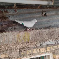 دم قهوی|پرنده|خرمشهر, |دیوار