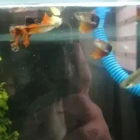 گوپی رد|ماهی|شیراز, کوشک میدان|دیوار