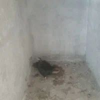جوجه اراکی
