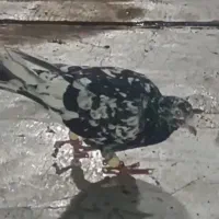 کبوتر هفترنگ سیاه