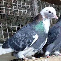 کبوتر هوایی اس|پرنده|قائمشهر, |دیوار