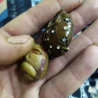 قدیمی|کلکسیون اشیاء عتیقه|قم, شاه سید علی|دیوار