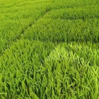 بانک نشا پرورش توم تخفیف استثنایی