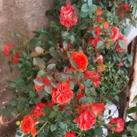 گل‌وگیاه