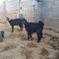 فروش فوری دو راس کهره نر و ماده