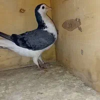 ماده سینه دمپاک پنجه سفید چشم مشکی