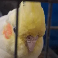 فروش عروس هلندی بعلت نداشتن جا با قیمت توافقی|پرنده|بندر ماهشهر, |دیوار