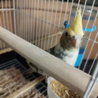 جوجه عروس کاملاً دستی باهوش و بازیگوش