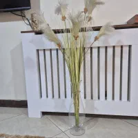 گیاه جارو ۱۰شاخه و نخل مرداب