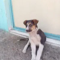 توله سگ واگذاری