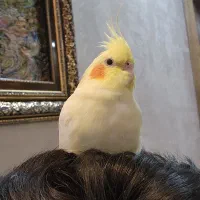 عروس هلندی پیدا شده (عکس مربوط بهش نیست)