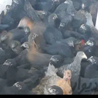 جوجه مرغ جهادی بلک استاردوماهه