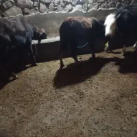 فروش پورتس گوساله|حیوانات مزرعه|سیمینه, |دیوار