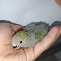 طوطی برزیلی صورت هلویی سرلاکی|پرنده|ارومیه, |دیوار