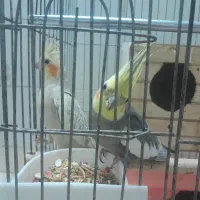 عروس هلندی