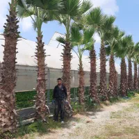 پالم واشنگتنی ،، تنه قوی