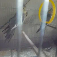 طو طی عر و س.هلندی|پرنده|نظرآباد, نظرآباد|دیوار