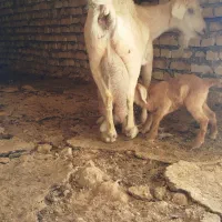 بز سیری سانن|حیوانات مزرعه|سده (خراسان جنوبی), |دیوار