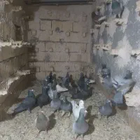 کفترالمانی