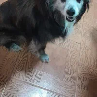 سگ گم شده در خیابان تهران مبین ۱۳