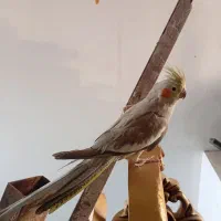 پرنده گان اهلی خوب|پرنده|بومهن, |دیوار