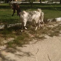 حیوانات مزرعه