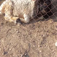 نرمیش|حیوانات مزرعه|لالی, |دیوار