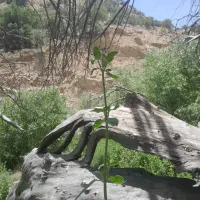 استخدام نیروی خدماتی
