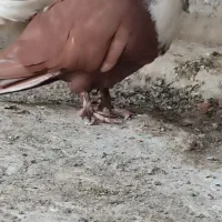 کفتر صحیح سالم