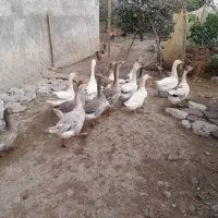 غاز محلی گوشتی و سنگین وزن|حیوانات مزرعه|رشت, پسیخان|دیوار