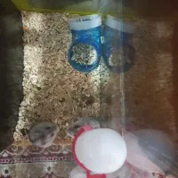 همستر وینتر وایت و کمپل|موش و خرگوش|تهران, مشیریه|دیوار