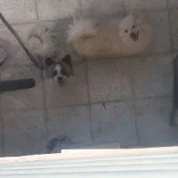 سگ معامله با کفتر