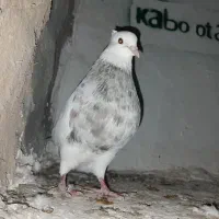 طوقی هفترنگ