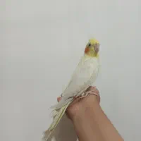 عروس هلندی