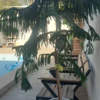 کاج مطبق با گلدان سرامیکی