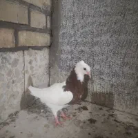 طوقی دوتا و سینه ای بچ|پرنده|دزفول, |دیوار