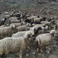 پشم گوسفند