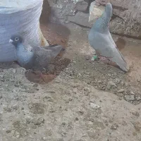 یک جفت نقره ای