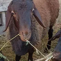 بره نر 60کیلویی سالم|حیوانات مزرعه|گرمسار, |دیوار