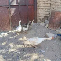 2عدد غاز|حیوانات مزرعه|گلبهار, نوبهار|دیوار