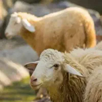 گوسفند زنده دامداری جلالیان به شرط گوشت