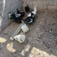 جوجه خروس گلین محلی|حیوانات مزرعه|فسا, |دیوار