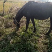 مادیان با اسب کره|اسب و تجهیزات اسبسواری|لاهیجان, آهندان|دیوار