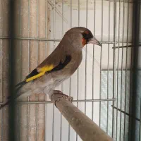 سهره نر بخون (نزدیک به قرص) قواره دار