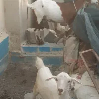 فروش گوسفند