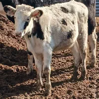 تلیسه و گوساله|حیوانات مزرعه|بوئین زهرا, |دیوار