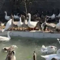 تخم غاز محلی|حیوانات مزرعه|خلیل شهر, |دیوار