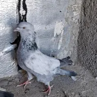 کبوتر سینه آبی سرخ سبز سیاه|پرنده|صدرا-فارس, |دیوار